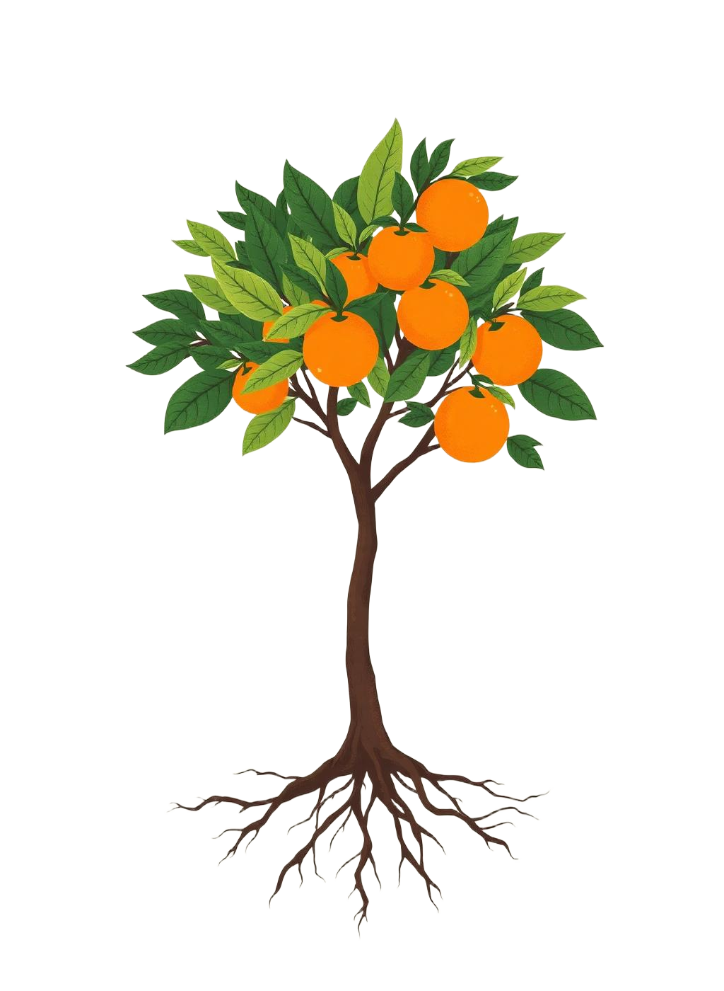 Illustration of the Orange Nest tree: roots, trunk, branches and fruit